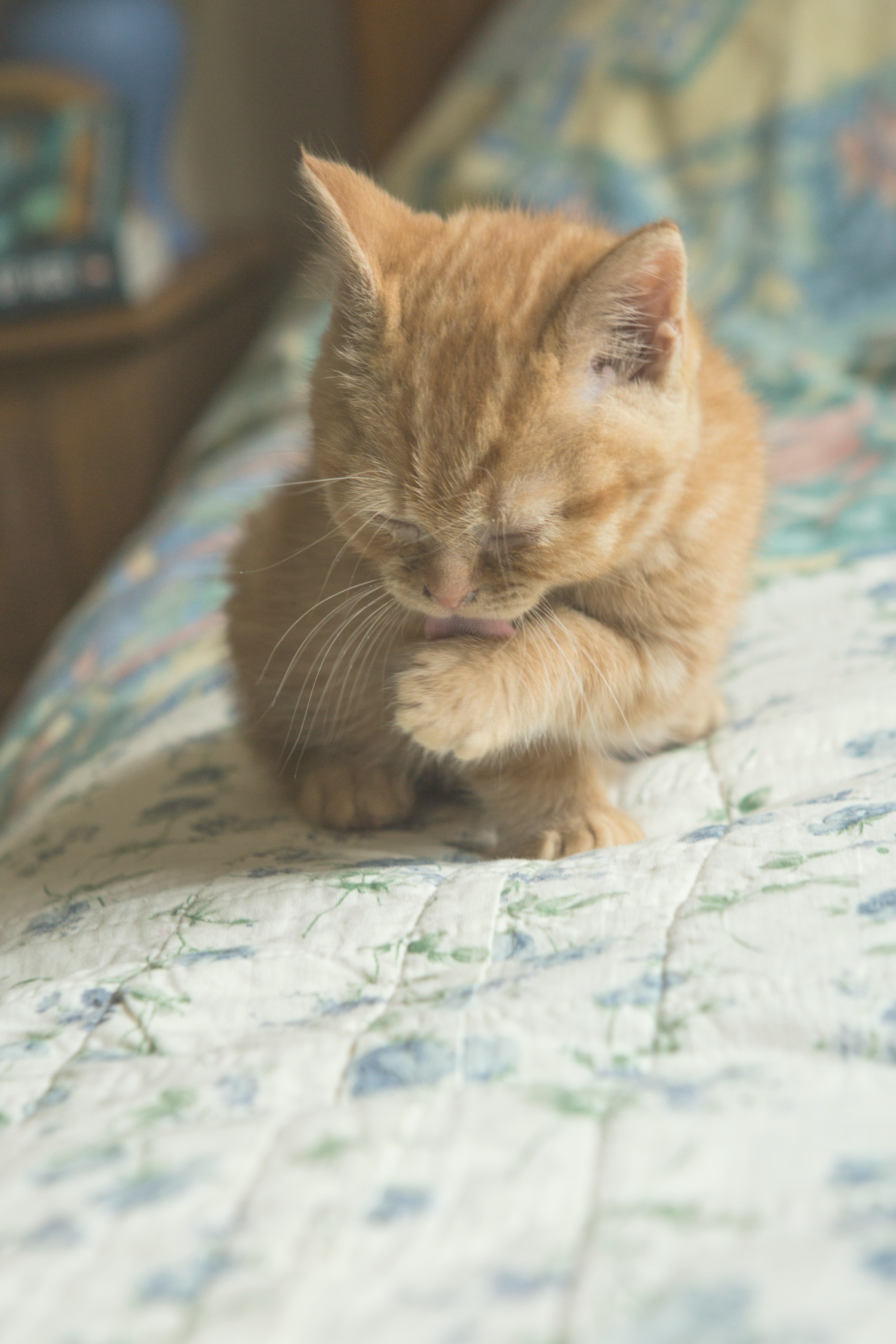 orange tabby cat on white and blue floral bed linen